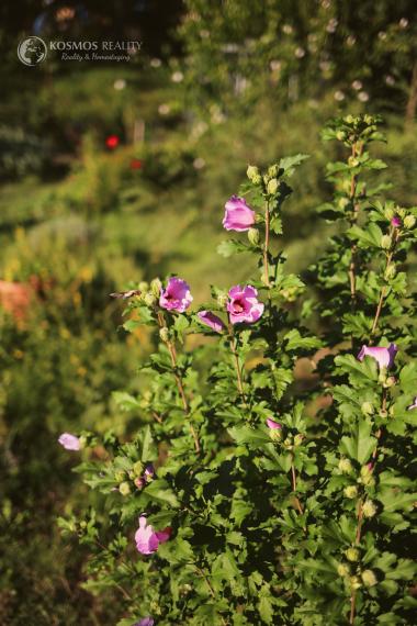 Na predaj slnečná záhrada v lokalite GEDER Košická Nová Ves