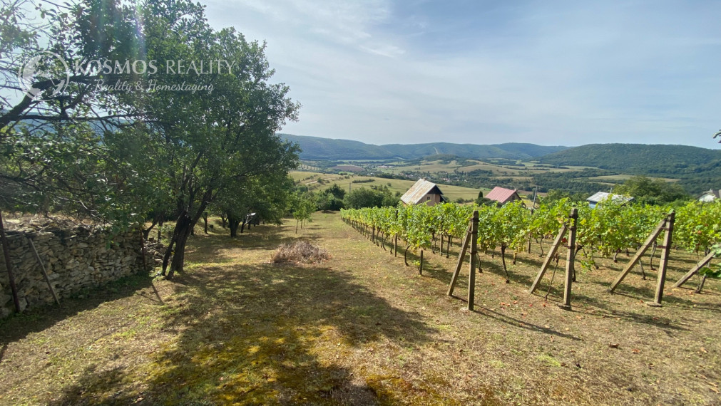 FOR SALE Beautiful vineyard with a cottage, Hrušov, Slovakia