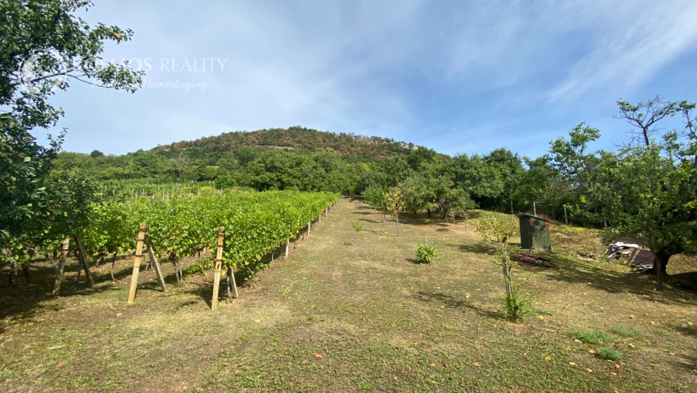 FOR SALE Beautiful vineyard with a cottage, Hrušov, Slovakia