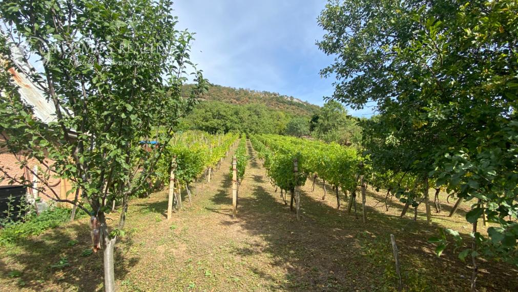 FOR SALE Cottage with a beautiful vineyard, Hrušov, Slovakia