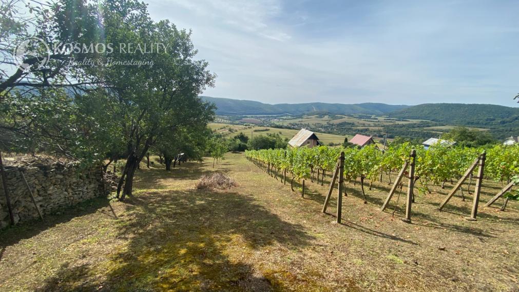 FOR SALE Cottage with a beautiful vineyard, Hrušov, Slovakia