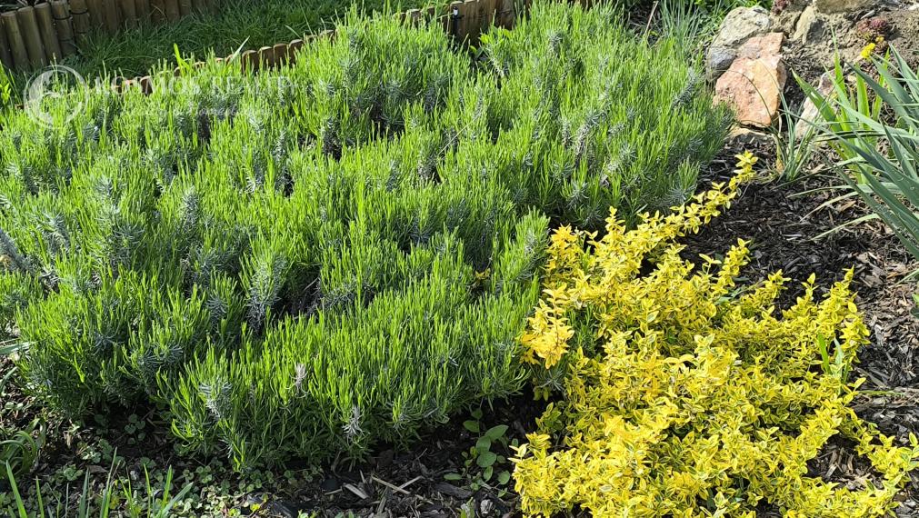 REZERVOVANE PREDAJ RD VALALIKY