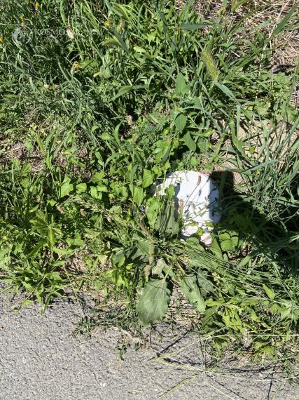 ODSTÚPENIE Záhrada v lokalite Nad Vinicami, Ťahanovce