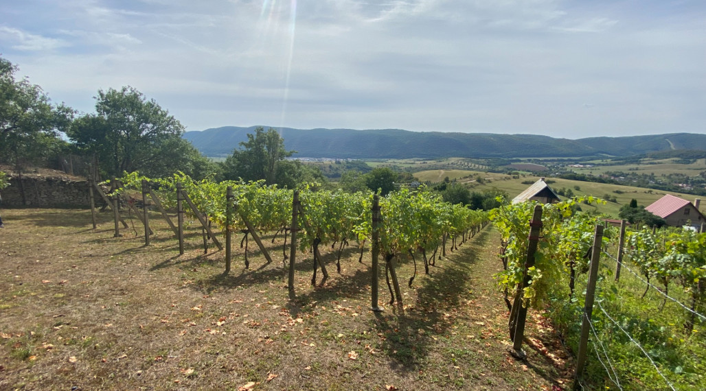 FOR SALE Beautiful vineyard with a cottage, Hrušov, Slovakia