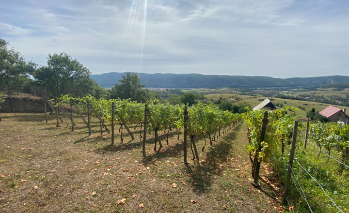 FOR SALE Beautiful vineyard with a cottage, Hrušov, Slovakia