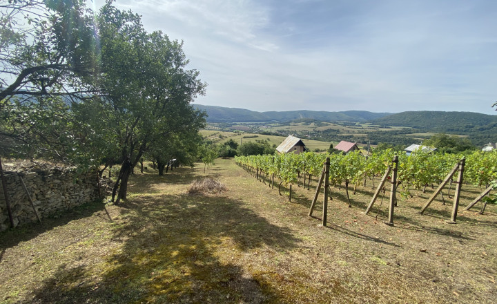 FOR SALE Beautiful vineyard with a cottage, Hrušov, Slovakia - fotografia 1