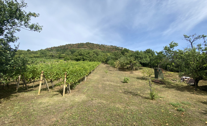 FOR SALE Beautiful vineyard with a cottage, Hrušov, Slovakia - fotografia 4