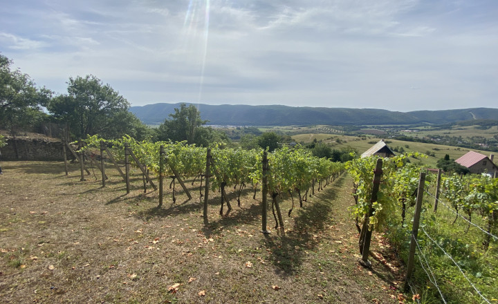 FOR SALE Cottage with a beautiful vineyard, Hrušov, Slovakia - fotografia 8