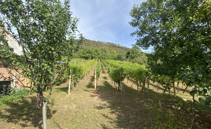 FOR SALE Cottage with a beautiful vineyard, Hrušov, Slovakia - fotografia 10